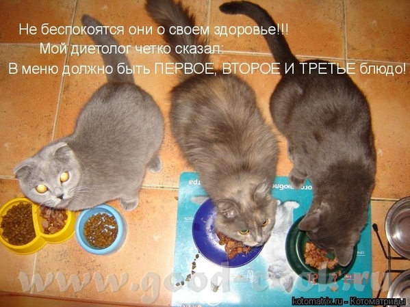 Вот, свиснула тут Всё впорядке с нашими котами