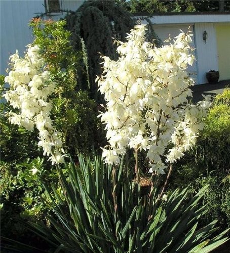homyak Ето- Yucca Palm Trees Они тут растут по всюду- и рядом домов и по дороге, когда куда то едиш... - 4