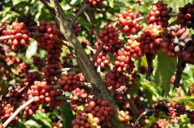 кофейное дерево арабика