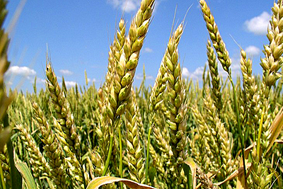 История появления, сорта и сферы использования пшеницы