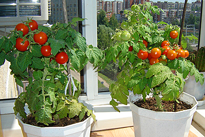 Огород на подоконнике: свежие овощи прямо к вашему столу!