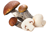 подборка рецептов с грибами