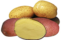 подборка рецептов с картофелем