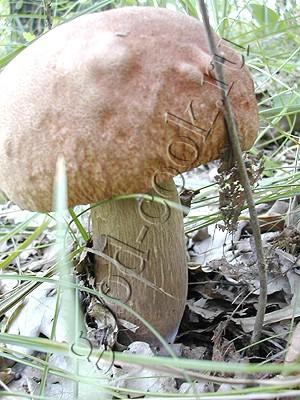 грибы сушеные