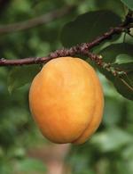 Абрикос (apricot)