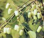  (actinidia)