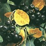Рябина черноплодная (арония, chokeberry)