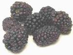  (, blackberry, bramble)