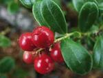  (, cowberry)