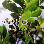 Черемуха (bird cherry)