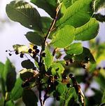  (bird cherry)