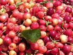 Черешня (sweet cherry)