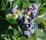  (, , , blueberry)