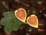 Инжир (смирнская ягода, смоква, смоковница, винная ягода, фига, fig)