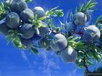 Можжевельник (juniper)