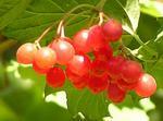 Калина (guelder-rose)