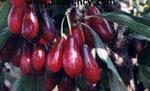 Кизил (чертова ягода, шайтанова ягода, cornel, cornelian cherry)