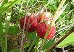 Клубника (земляника зеленая, полуника, полуница, wild strawberry)
