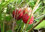  ( , , , wild strawberry)