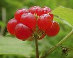 Костяника (stone bramble)