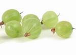 Крыжовник (гусиная ягода, gooseberry)