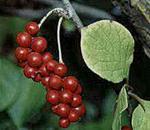 Лимонник (schizandra)