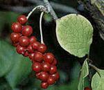  (schizandra)