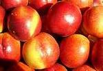 Нектарин (нектарино, nectarine)