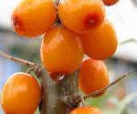 Облепиха (sea-buckthorn berries)