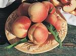 Персик (peach)