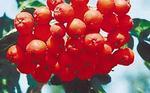 Рябина (mountain ash)