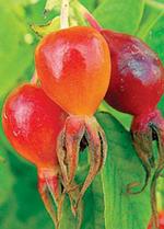 Шиповник (dogrose)