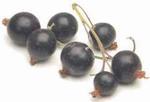 Черная смородина (black currant, cassis)