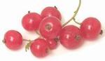 Смородина красная (red currant)