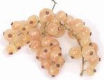 Смородина белая (white currant)