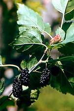 Шелковица (тютина, тутовник, тутовая ягода, mulberry)