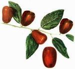 Унаби (жожоба, ziziphus, jujuba)