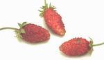   ( , frais des bois, wild strawberry, wood strawberry, alpine strawberry)